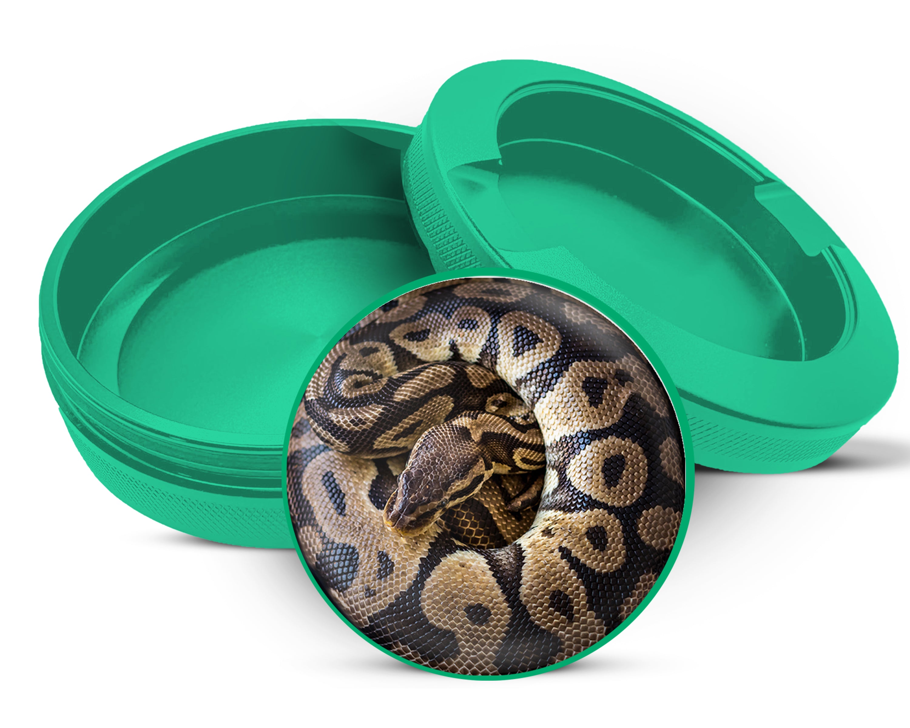 Green Ball Python Snake Coiled Up Snus Storage Case