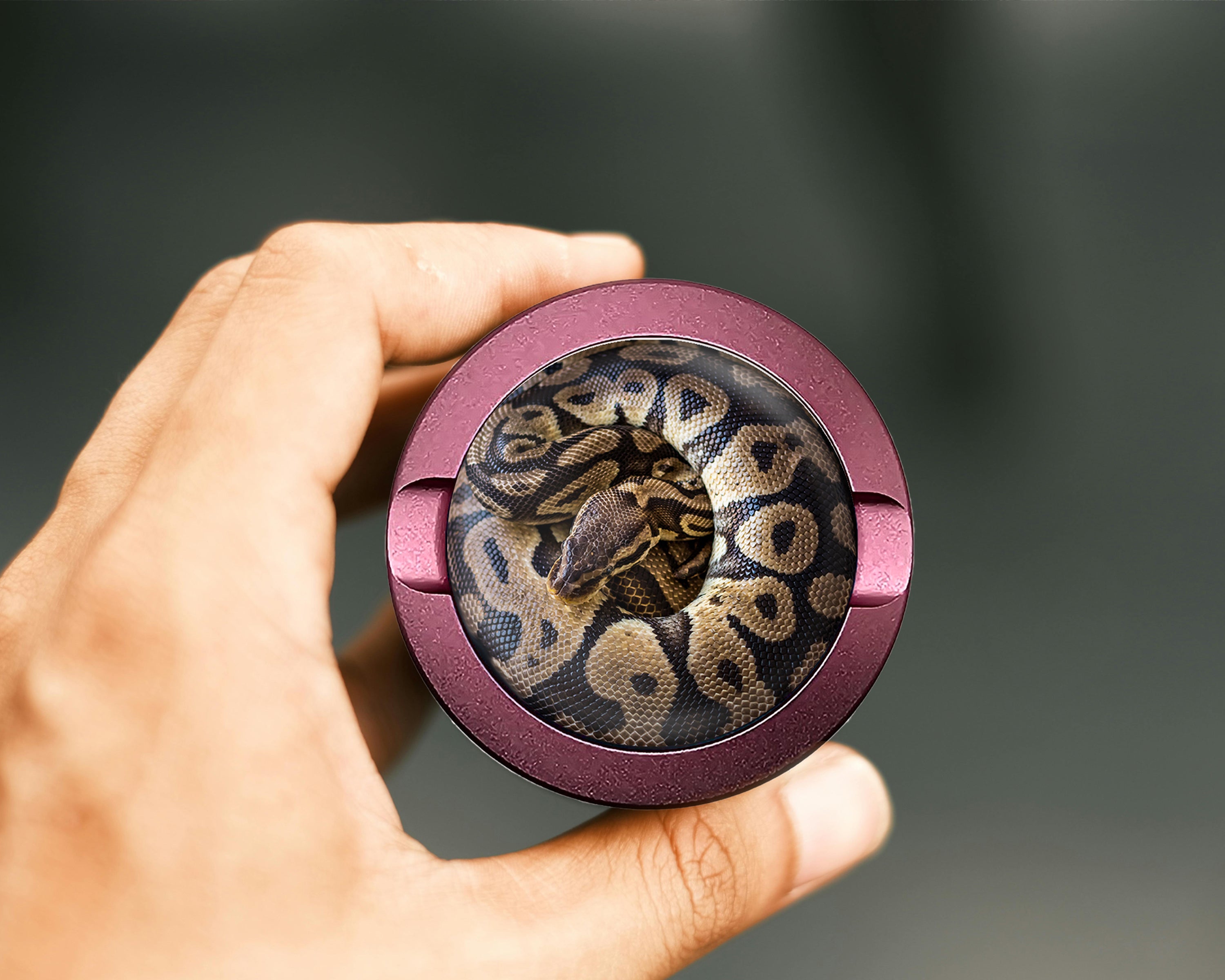 Ball Python Snake Coiled Up Snus Storage Case Pink
